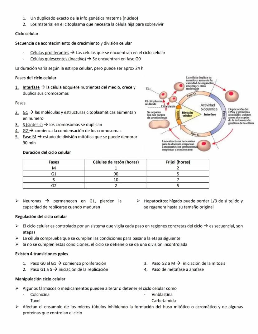 Mitosis
En los eucariotas hay 2 proceso importantes
Mitosis
Meiosis
➤ La mitosis producción de 2 células hijas cada célula hija tiene la mis