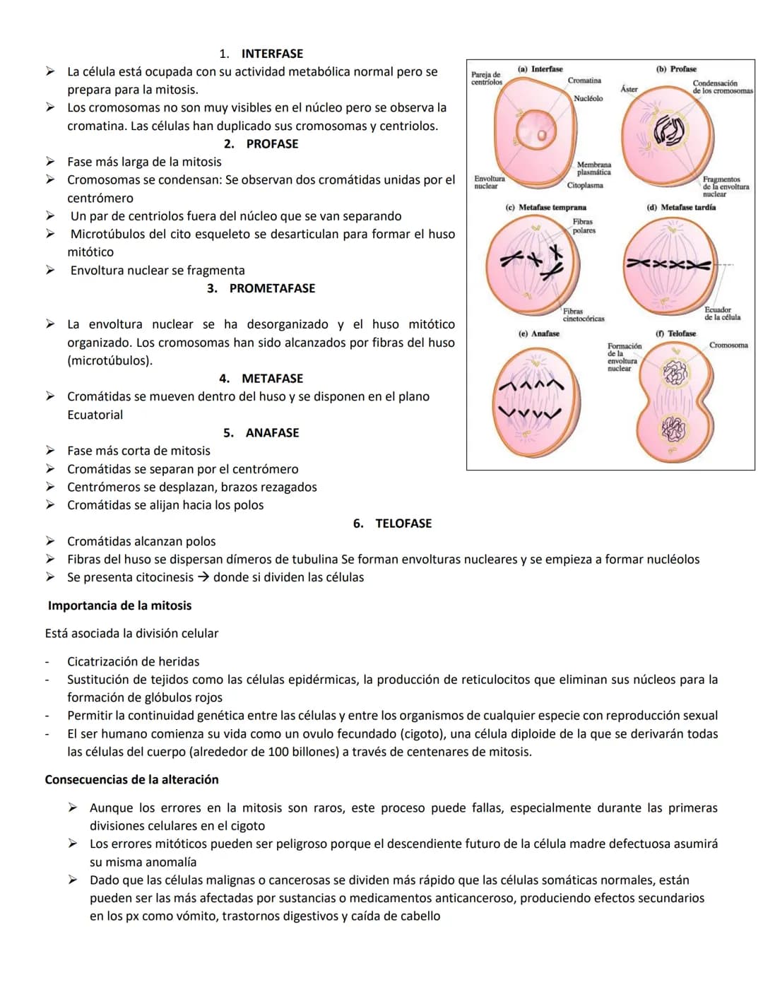 Mitosis
En los eucariotas hay 2 proceso importantes
Mitosis
Meiosis
➤ La mitosis producción de 2 células hijas cada célula hija tiene la mis
