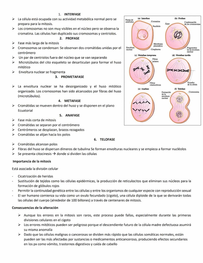 Mitosis
En los eucariotas hay 2 proceso importantes
Mitosis
Meiosis
➤ La mitosis producción de 2 células hijas cada célula hija tiene la mis
