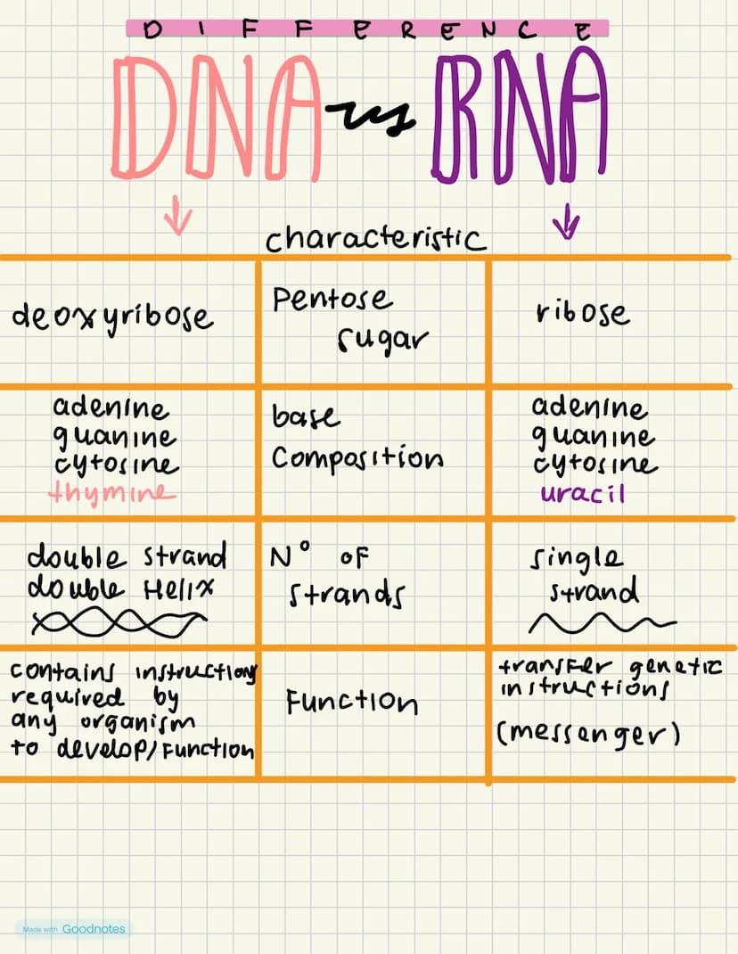 0
FFERENCE
DNA RNA
characteristic
↓
Pentose
deoxyribose
ribose
Sugar
adenine
base
adenine
guanine
guanine
cytosine
Composition
cytosine
thym