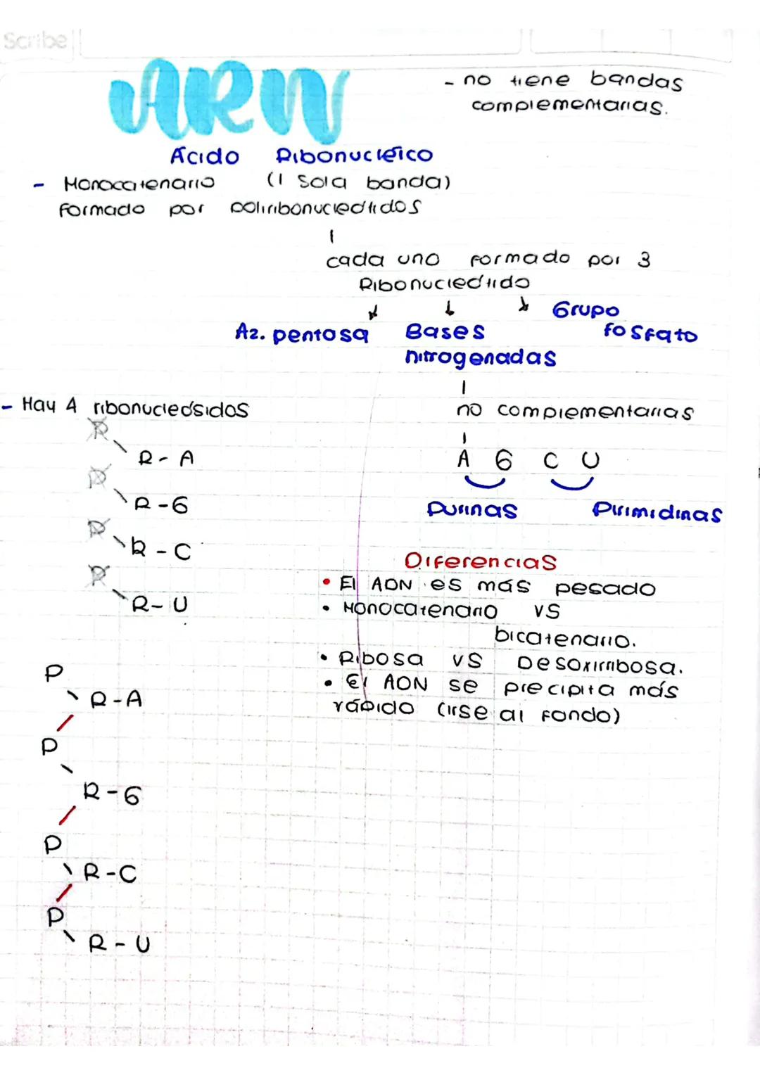 Scribe
# ARW

Ácido Pibonucleico
- Monocatenario (I sola banda)
Formado por poliribonucledtidos

- no tiene bandas complementarias.

cada un