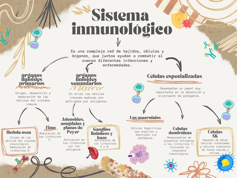 Sistema
inmunológico
↓
Es una compleja red de tejidos, células y
órganos, que juntos ayudan a combatir al
cuerpo diferentes infecciones y
or