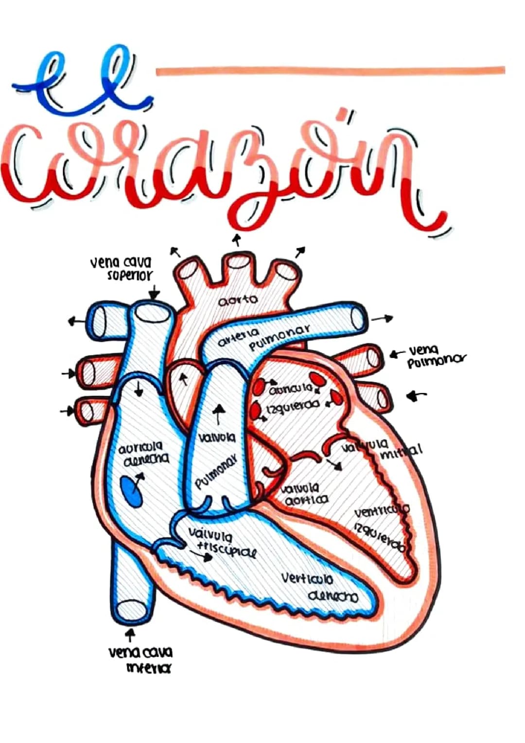 Corazón 