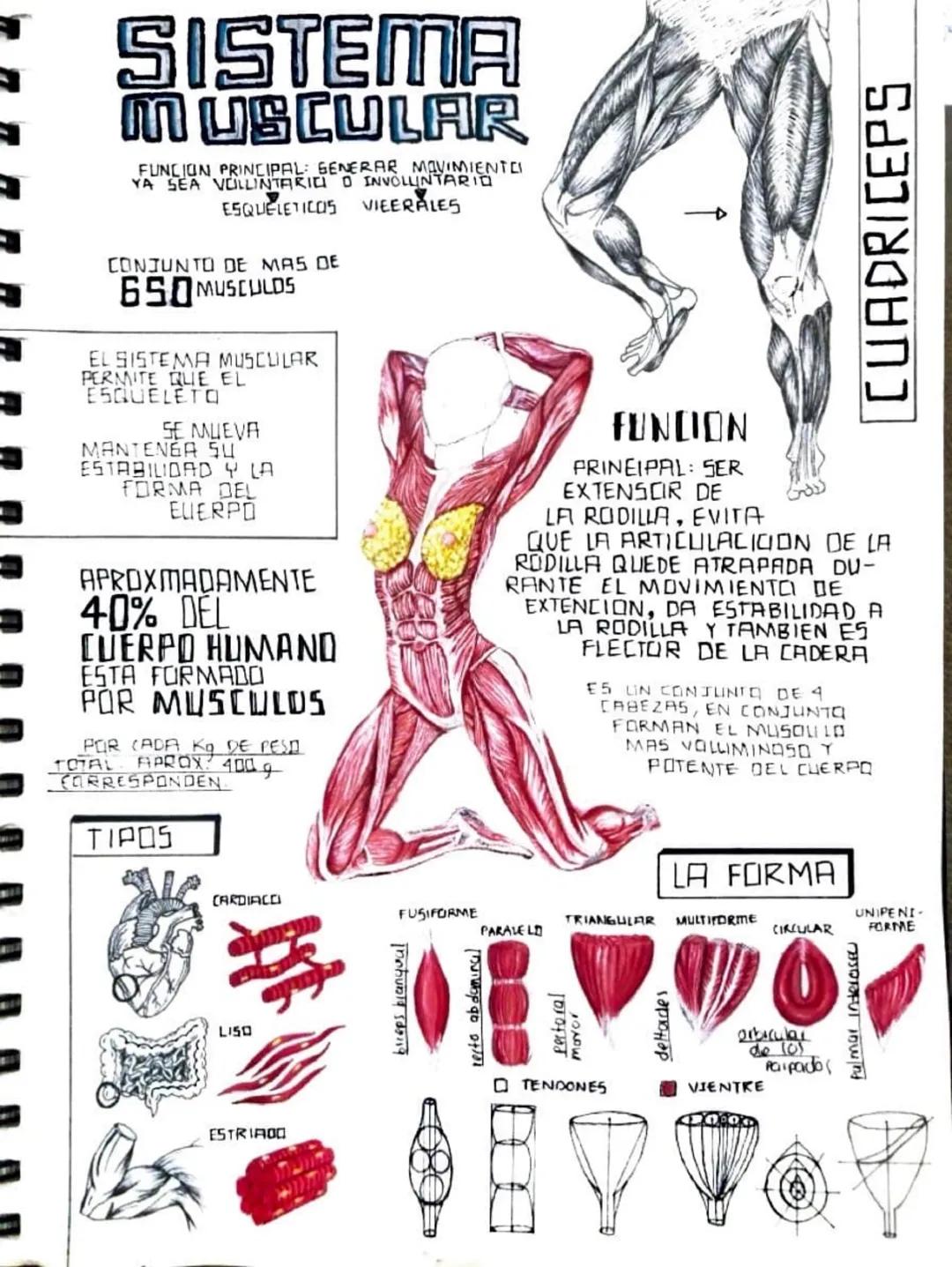 SISTEMA
MUSCULAR
FUNCION PRINCIPAL: GENERAR MOVIMIENTO
YA SEA VOLLINTARIO O INVOLUNTARIO
ESQUELETICO5 VIEERALES
CONJUNTO DE MAS DE
650MUSCUL