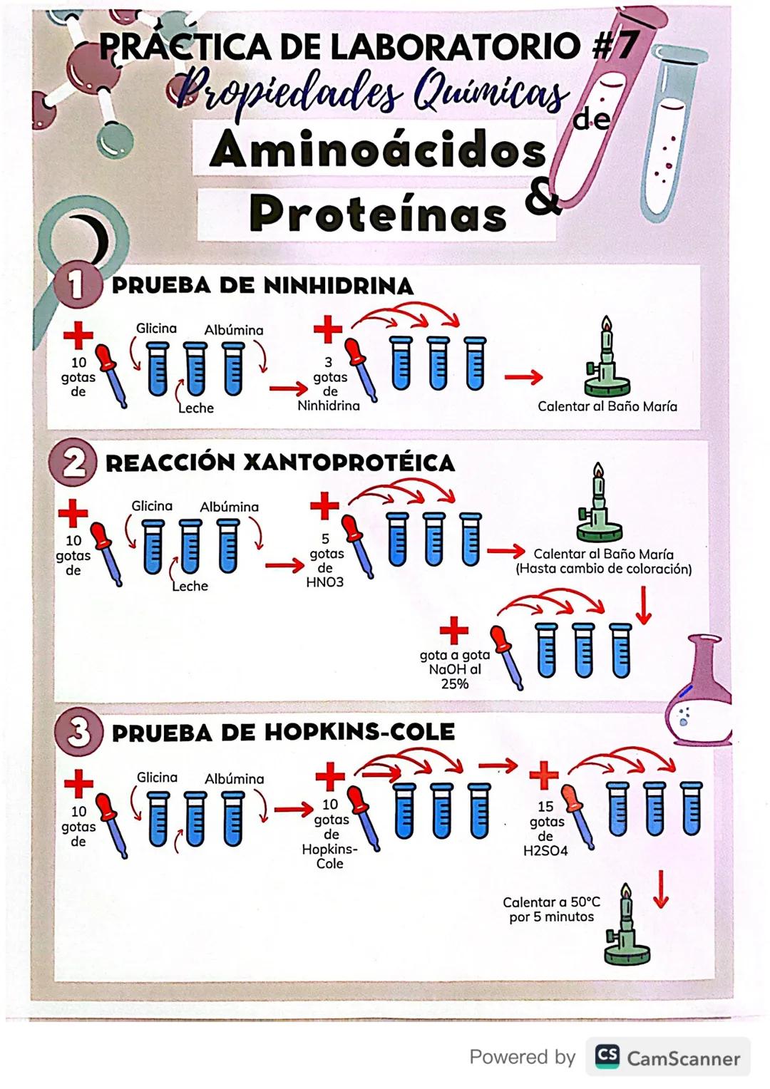 # PRACTICA DE LABORATORIO #7
## Propiedades Quimicas de
# Aminoácidos
# Proteínas

1 PRUEBA DE NINHIDRINA

+
10
gotas
de

Glicina Albúmina
L