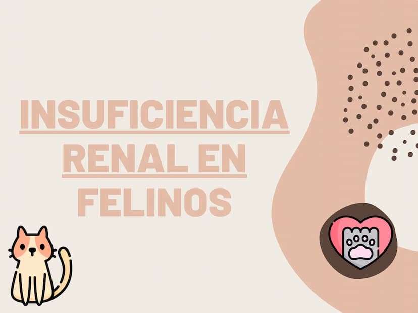 INSUFICIENCIA
RENAL EN
FELINOS INSUFICIENCIA
RENAL AGUDA METODOS FÍSICOS
INSPECCIÓN Y PALPACIÓN ...
• Evitar la palpación abdominal, ya que
