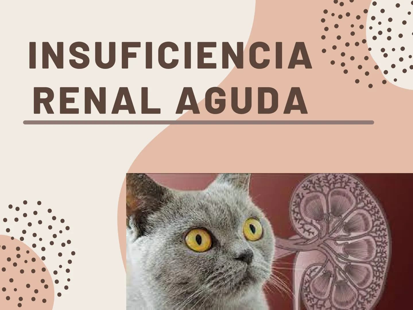 INSUFICIENCIA
RENAL EN
FELINOS INSUFICIENCIA
RENAL AGUDA METODOS FÍSICOS
INSPECCIÓN Y PALPACIÓN ...
• Evitar la palpación abdominal, ya que
