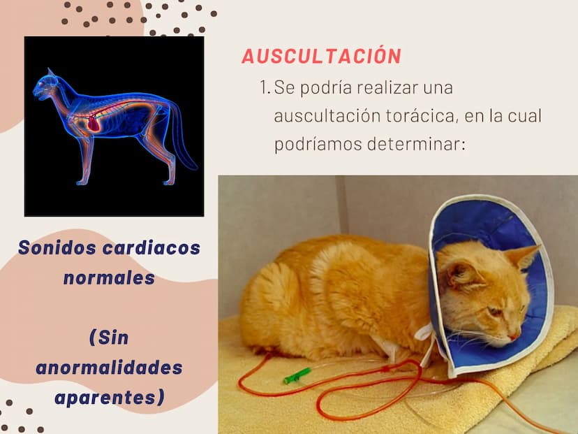 INSUFICIENCIA
RENAL EN
FELINOS INSUFICIENCIA
RENAL AGUDA METODOS FÍSICOS
INSPECCIÓN Y PALPACIÓN ...
• Evitar la palpación abdominal, ya que
