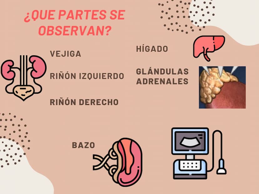 INSUFICIENCIA
RENAL EN
FELINOS INSUFICIENCIA
RENAL AGUDA METODOS FÍSICOS
INSPECCIÓN Y PALPACIÓN ...
• Evitar la palpación abdominal, ya que
