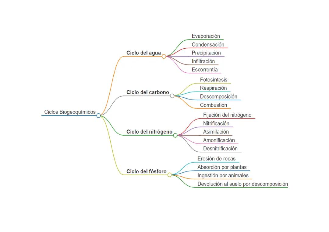 Ciclos Biogeoquímicos