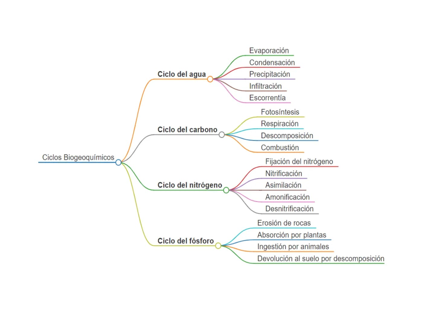 Ciclos Biogeoquímicos
Ciclo del agua
Ciclo del carbono
Ciclo del nitrógeno
Ciclo del fósforo
Evaporación
Condensación
Precipitación
Infiltra