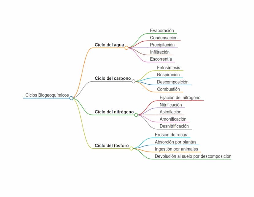 Ciclos Biogeoquímicos
Ciclo del agua
Ciclo del carbono
Ciclo del nitrógeno
Ciclo del fósforo
Evaporación
Condensación
Precipitación
Infiltra