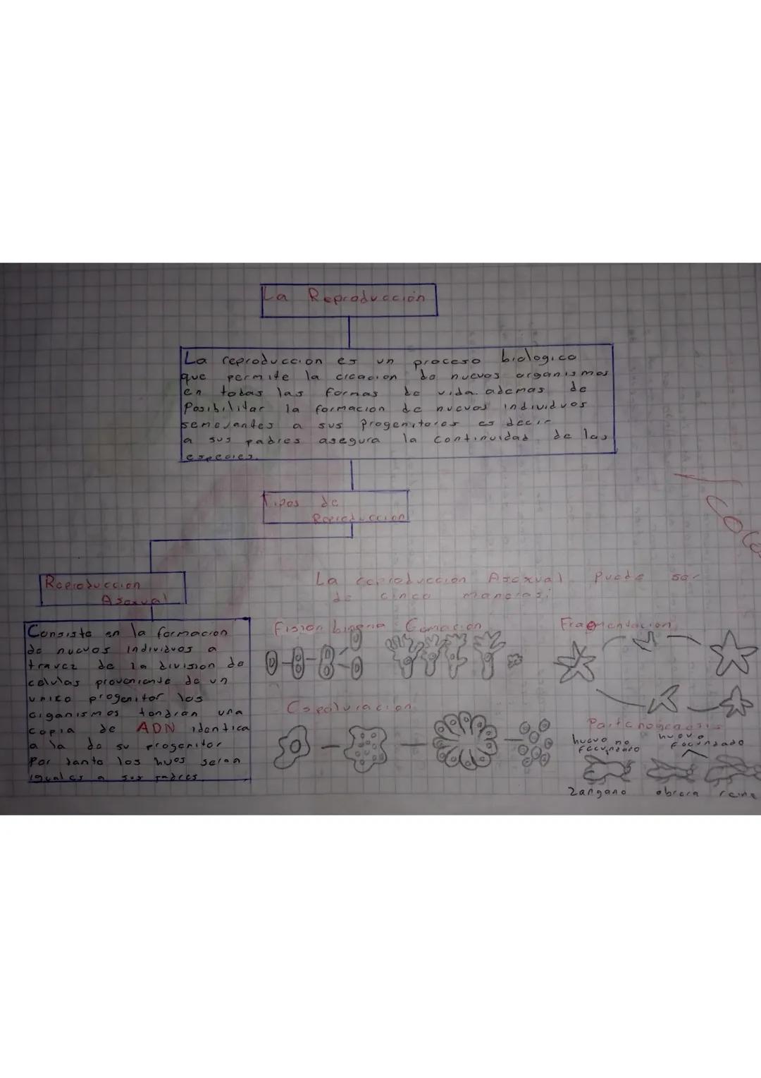 # Reproduccion

## La Reproducción

La reproduccion es un proceso biologico
que permite la cicacion de nuevos organisme
en todas las formas 