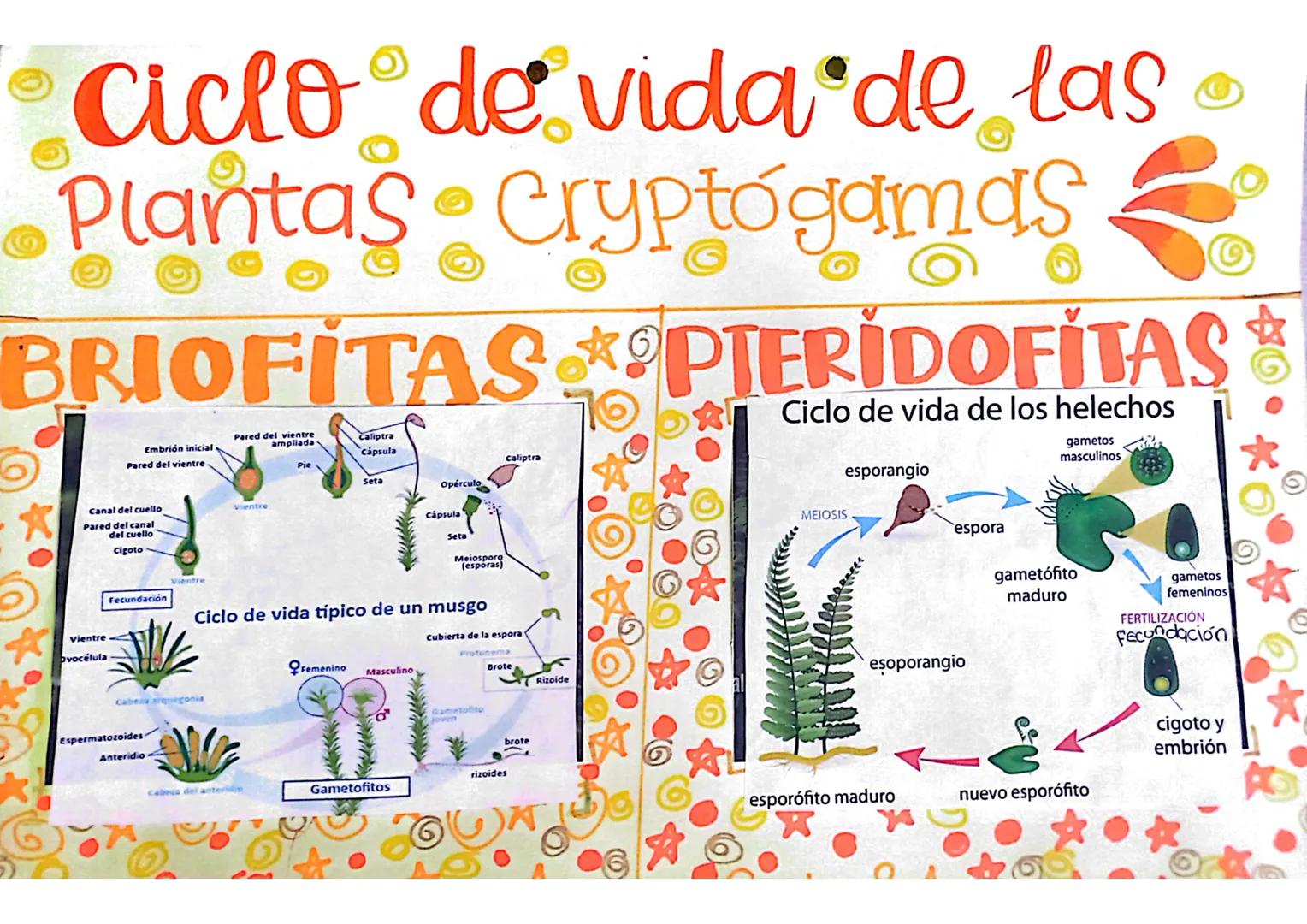 # Ciclo de vida de las

# Plantas Cryptogamas

# BRIOFITAS PTERIDOFITAS

Embrión inicial
Pared del vientre

Canal del cuello
Pared del canal