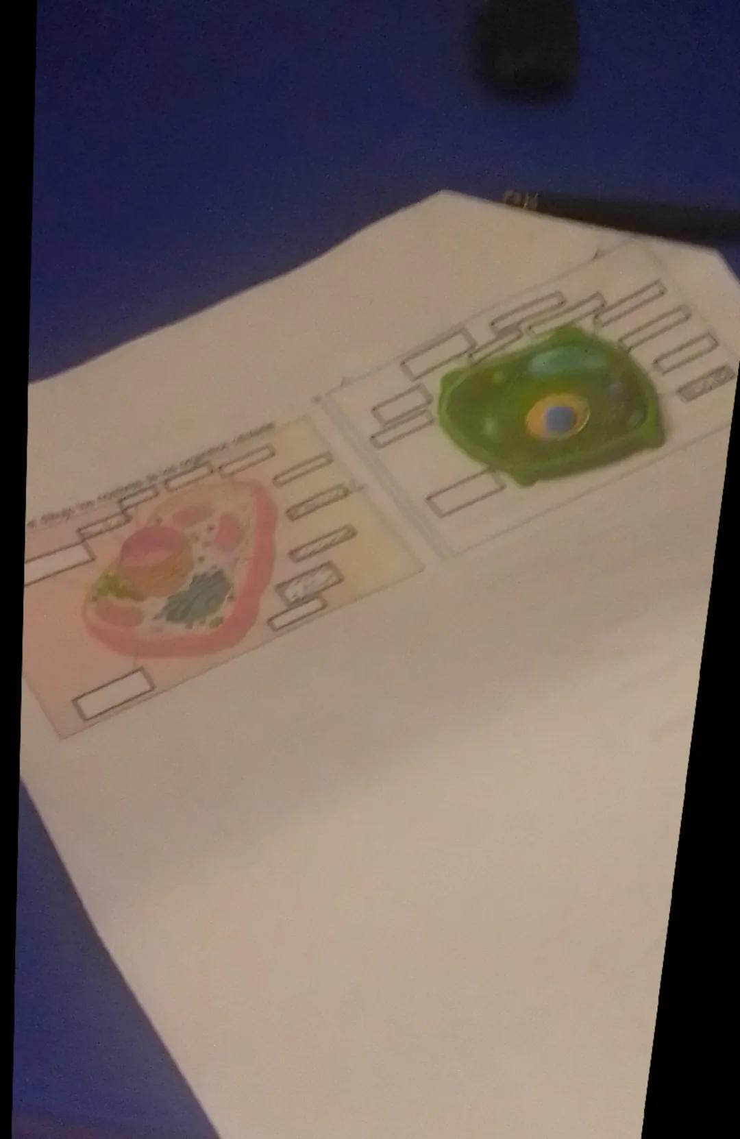 * Dibuja los nombres de los organelos celulares