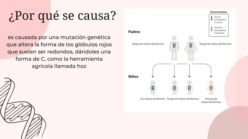 ¿Que es anemia falciforme?
• La anemia falciforme es un grupo de
trastornos hereditarios en los que los
glóbulos rojos adquieren forma de ho