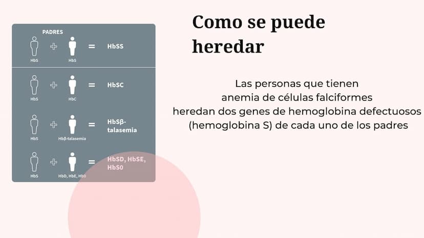 ¿Que es anemia falciforme?
• La anemia falciforme es un grupo de
trastornos hereditarios en los que los
glóbulos rojos adquieren forma de ho
