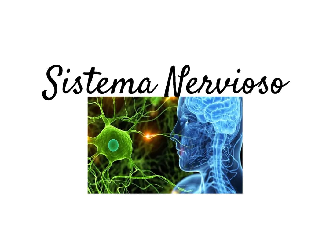 Sistema nervioso 