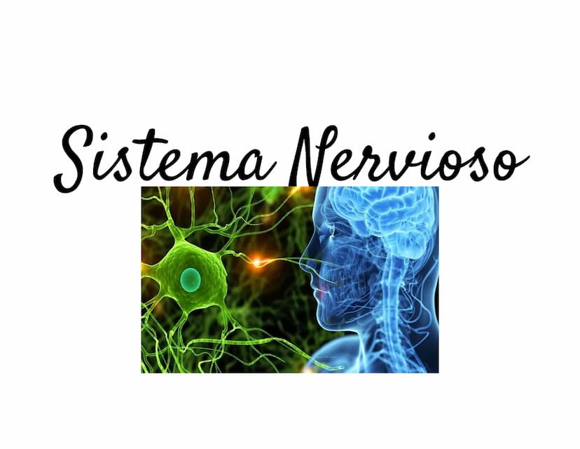 Sistema Nervioso Definición
Es una red d
función princ
modular
Sistema nervioso
Sistema nervioso
central (SNC)
Sistema nervioso
periférico (