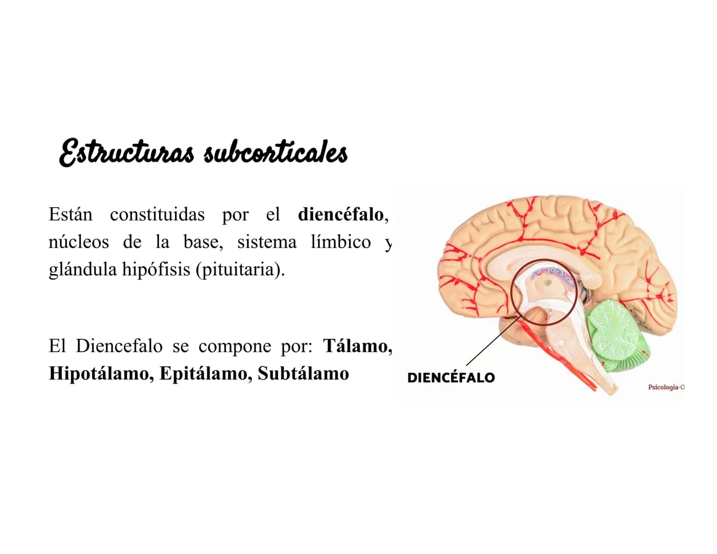 Sistema Nervioso Definición
Es una red d
función princ
modular
Sistema nervioso
Sistema nervioso
central (SNC)
Sistema nervioso
periférico (