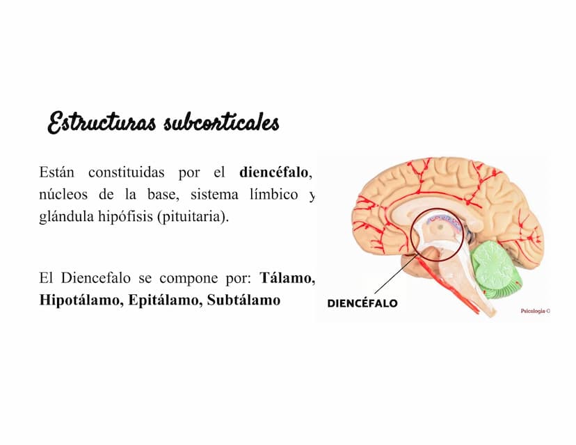 Sistema Nervioso Definición
Es una red d
función princ
modular
Sistema nervioso
Sistema nervioso
central (SNC)
Sistema nervioso
periférico (