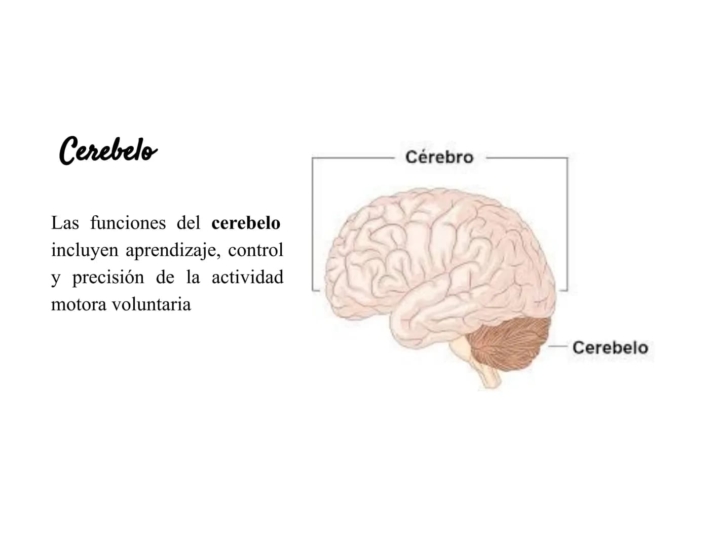 Sistema Nervioso Definición
Es una red d
función princ
modular
Sistema nervioso
Sistema nervioso
central (SNC)
Sistema nervioso
periférico (