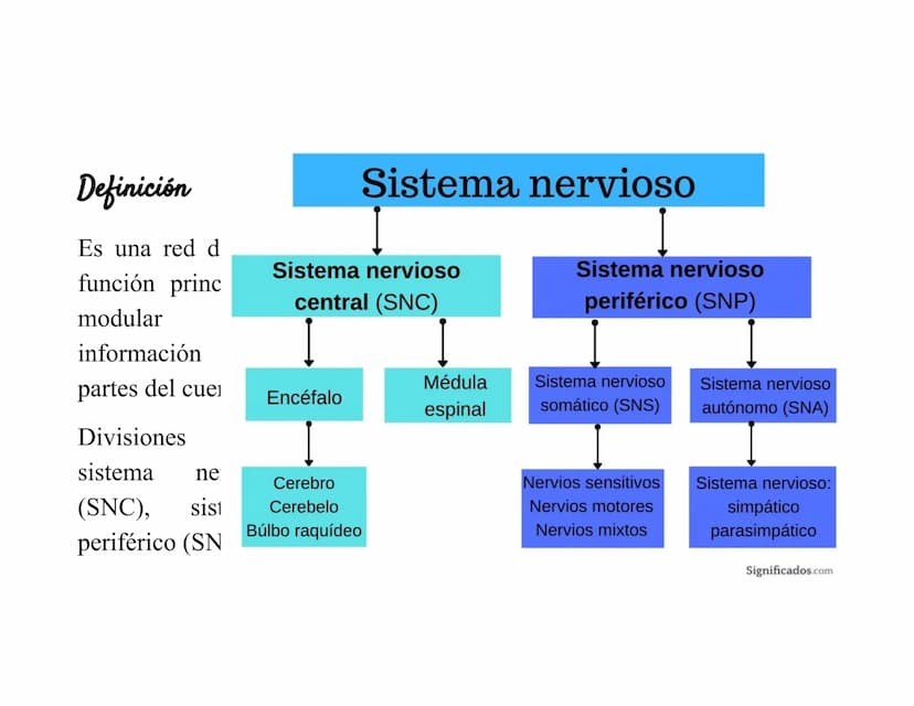 Sistema Nervioso Definición
Es una red d
función princ
modular
Sistema nervioso
Sistema nervioso
central (SNC)
Sistema nervioso
periférico (