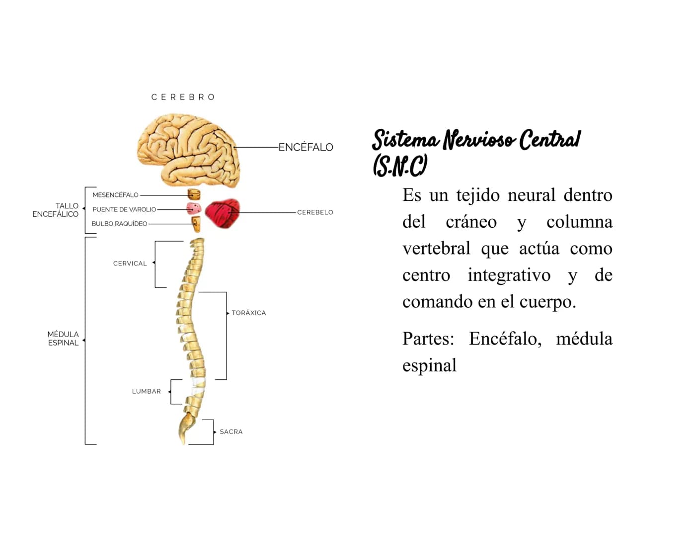 Sistema Nervioso Definición
Es una red d
función princ
modular
Sistema nervioso
Sistema nervioso
central (SNC)
Sistema nervioso
periférico (