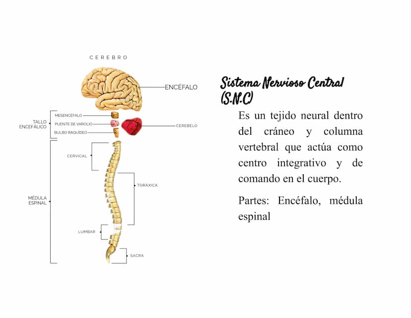 Sistema Nervioso Definición
Es una red d
función princ
modular
Sistema nervioso
Sistema nervioso
central (SNC)
Sistema nervioso
periférico (