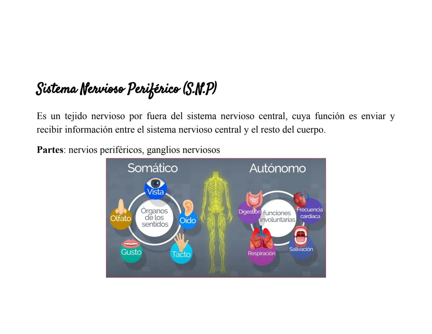 Sistema Nervioso Definición
Es una red d
función princ
modular
Sistema nervioso
Sistema nervioso
central (SNC)
Sistema nervioso
periférico (
