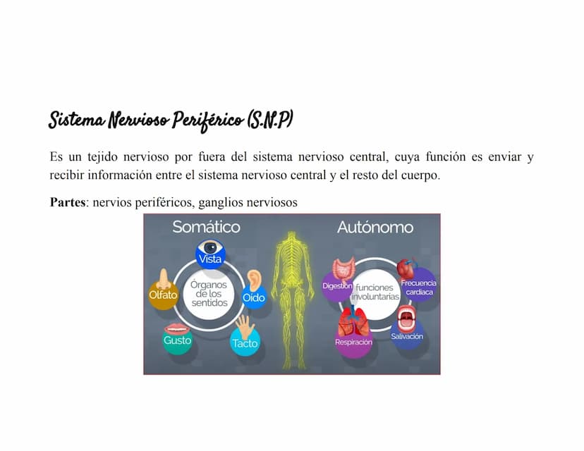 Sistema Nervioso Definición
Es una red d
función princ
modular
Sistema nervioso
Sistema nervioso
central (SNC)
Sistema nervioso
periférico (