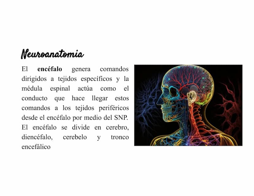 Sistema Nervioso Definición
Es una red d
función princ
modular
Sistema nervioso
Sistema nervioso
central (SNC)
Sistema nervioso
periférico (