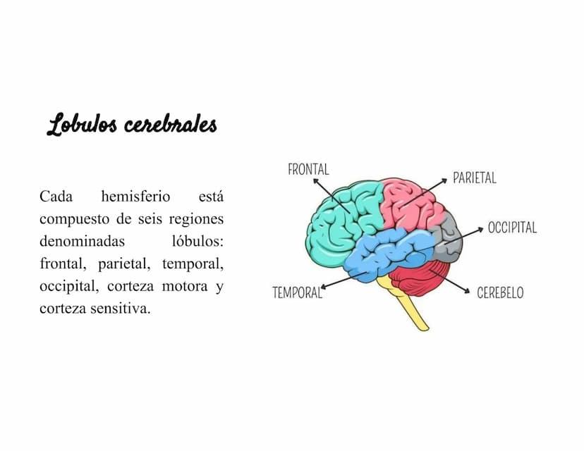Sistema Nervioso Definición
Es una red d
función princ
modular
Sistema nervioso
Sistema nervioso
central (SNC)
Sistema nervioso
periférico (
