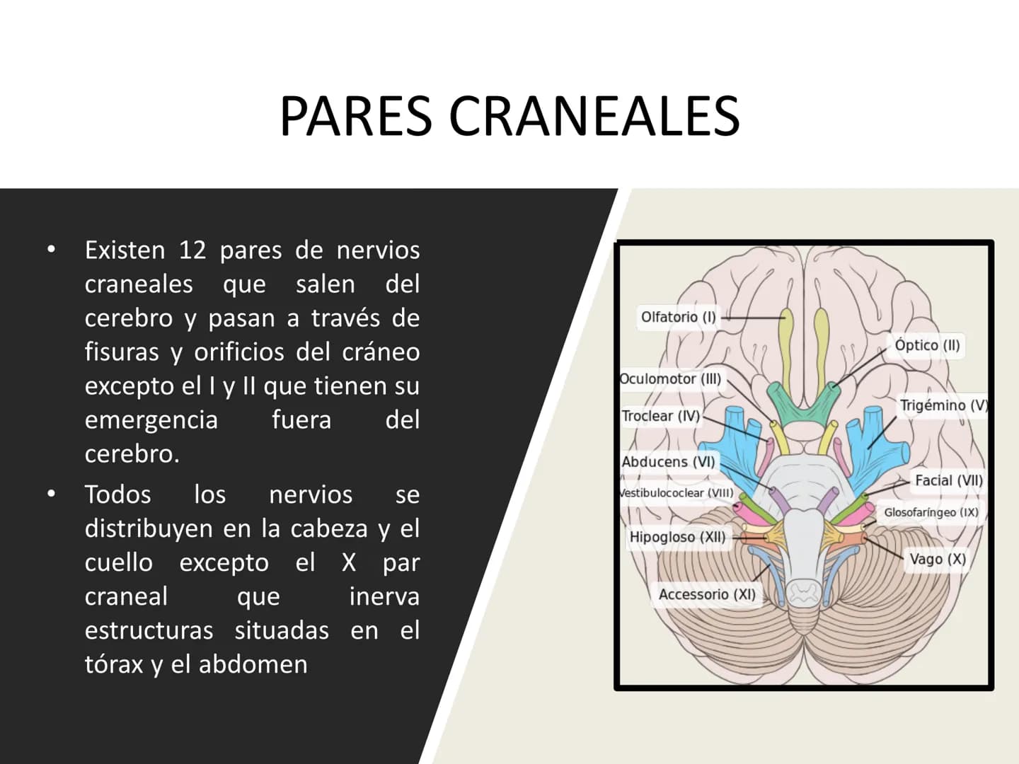 PARES CRANEALES
Existen 12 pares de nervios
craneales que salen del
cerebro y pasan a través de
emergencia
fisuras y orificios del cráneo
ex