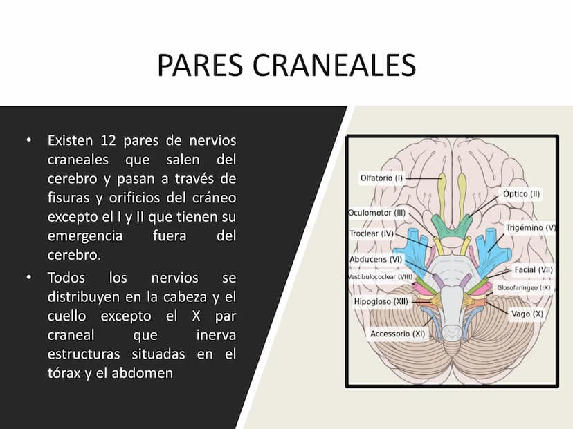 PARES CRANEALES
Existen 12 pares de nervios
craneales que salen del
cerebro y pasan a través de
emergencia
fisuras y orificios del cráneo
ex