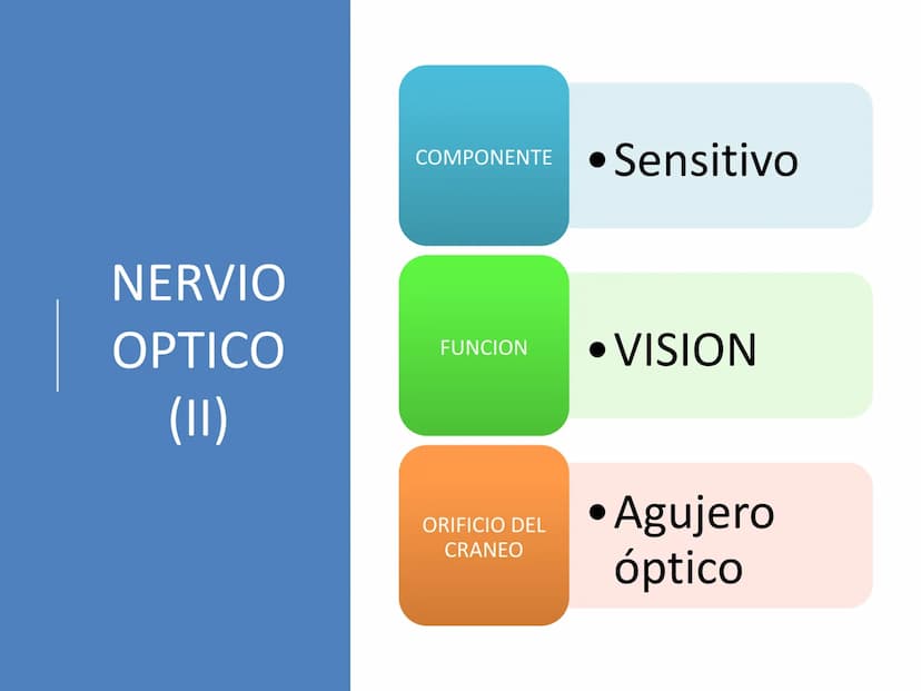 PARES CRANEALES
Existen 12 pares de nervios
craneales que salen del
cerebro y pasan a través de
emergencia
fisuras y orificios del cráneo
ex
