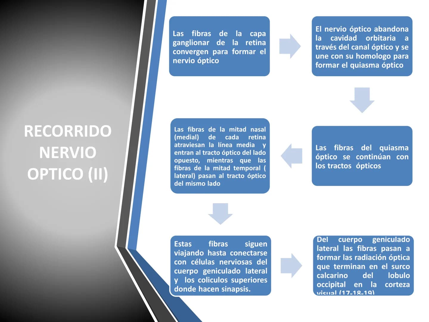 PARES CRANEALES
Existen 12 pares de nervios
craneales que salen del
cerebro y pasan a través de
emergencia
fisuras y orificios del cráneo
ex