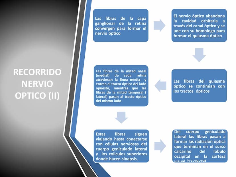 PARES CRANEALES
Existen 12 pares de nervios
craneales que salen del
cerebro y pasan a través de
emergencia
fisuras y orificios del cráneo
ex