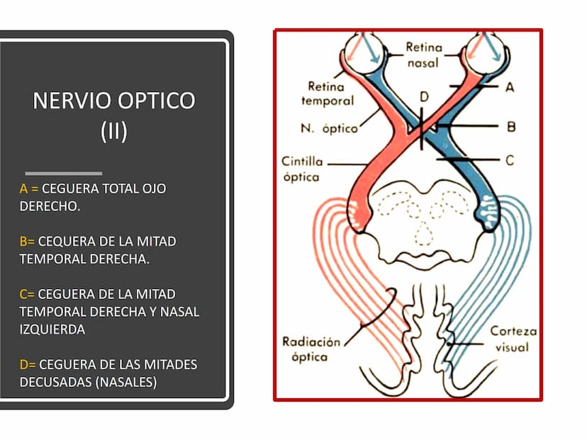 PARES CRANEALES
Existen 12 pares de nervios
craneales que salen del
cerebro y pasan a través de
emergencia
fisuras y orificios del cráneo
ex