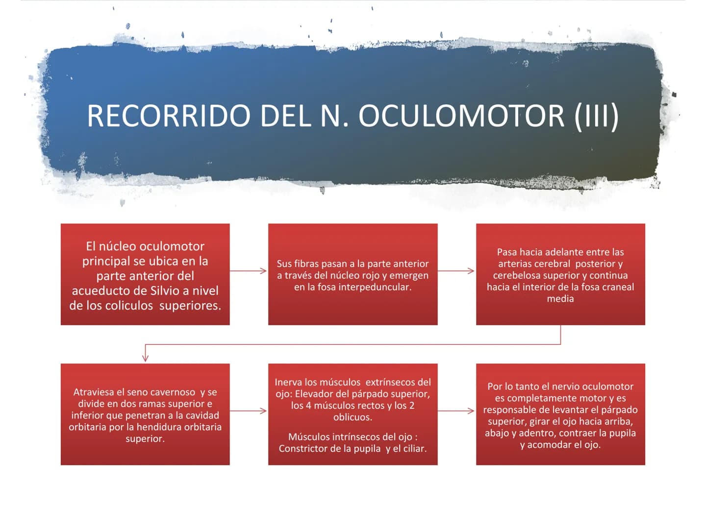 PARES CRANEALES
Existen 12 pares de nervios
craneales que salen del
cerebro y pasan a través de
emergencia
fisuras y orificios del cráneo
ex