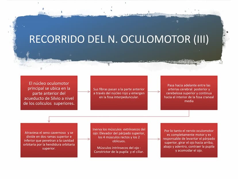 PARES CRANEALES
Existen 12 pares de nervios
craneales que salen del
cerebro y pasan a través de
emergencia
fisuras y orificios del cráneo
ex