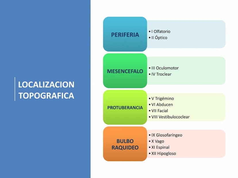 PARES CRANEALES
Existen 12 pares de nervios
craneales que salen del
cerebro y pasan a través de
emergencia
fisuras y orificios del cráneo
ex