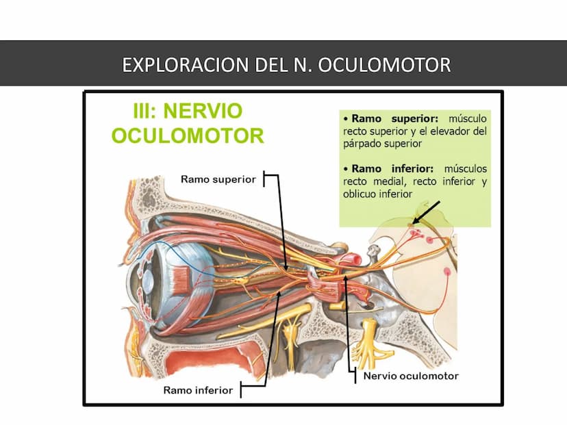 PARES CRANEALES
Existen 12 pares de nervios
craneales que salen del
cerebro y pasan a través de
emergencia
fisuras y orificios del cráneo
ex