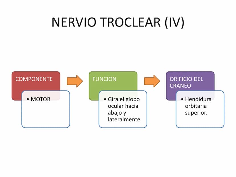 PARES CRANEALES
Existen 12 pares de nervios
craneales que salen del
cerebro y pasan a través de
emergencia
fisuras y orificios del cráneo
ex
