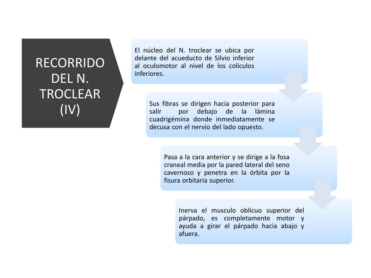 PARES CRANEALES
Existen 12 pares de nervios
craneales que salen del
cerebro y pasan a través de
emergencia
fisuras y orificios del cráneo
ex