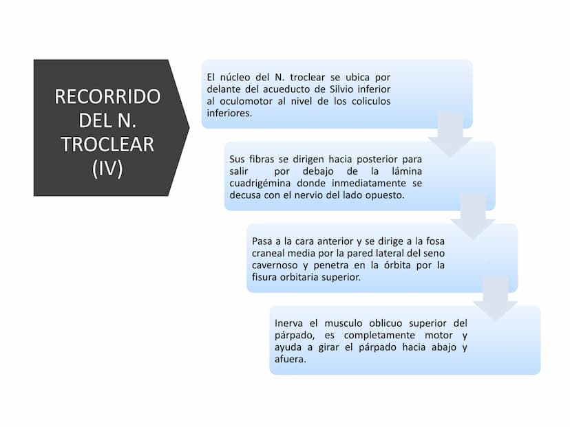 PARES CRANEALES
Existen 12 pares de nervios
craneales que salen del
cerebro y pasan a través de
emergencia
fisuras y orificios del cráneo
ex