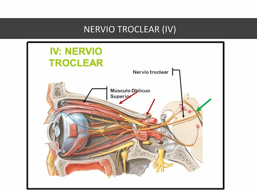 PARES CRANEALES
Existen 12 pares de nervios
craneales que salen del
cerebro y pasan a través de
emergencia
fisuras y orificios del cráneo
ex
