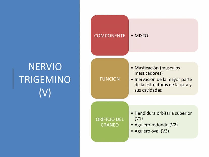 PARES CRANEALES
Existen 12 pares de nervios
craneales que salen del
cerebro y pasan a través de
emergencia
fisuras y orificios del cráneo
ex