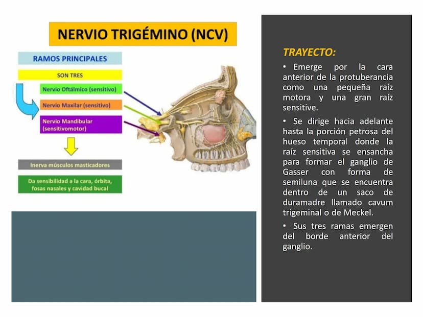 PARES CRANEALES
Existen 12 pares de nervios
craneales que salen del
cerebro y pasan a través de
emergencia
fisuras y orificios del cráneo
ex