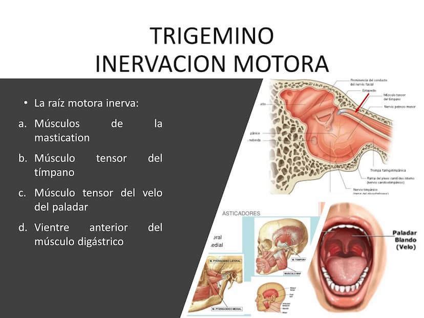 PARES CRANEALES
Existen 12 pares de nervios
craneales que salen del
cerebro y pasan a través de
emergencia
fisuras y orificios del cráneo
ex